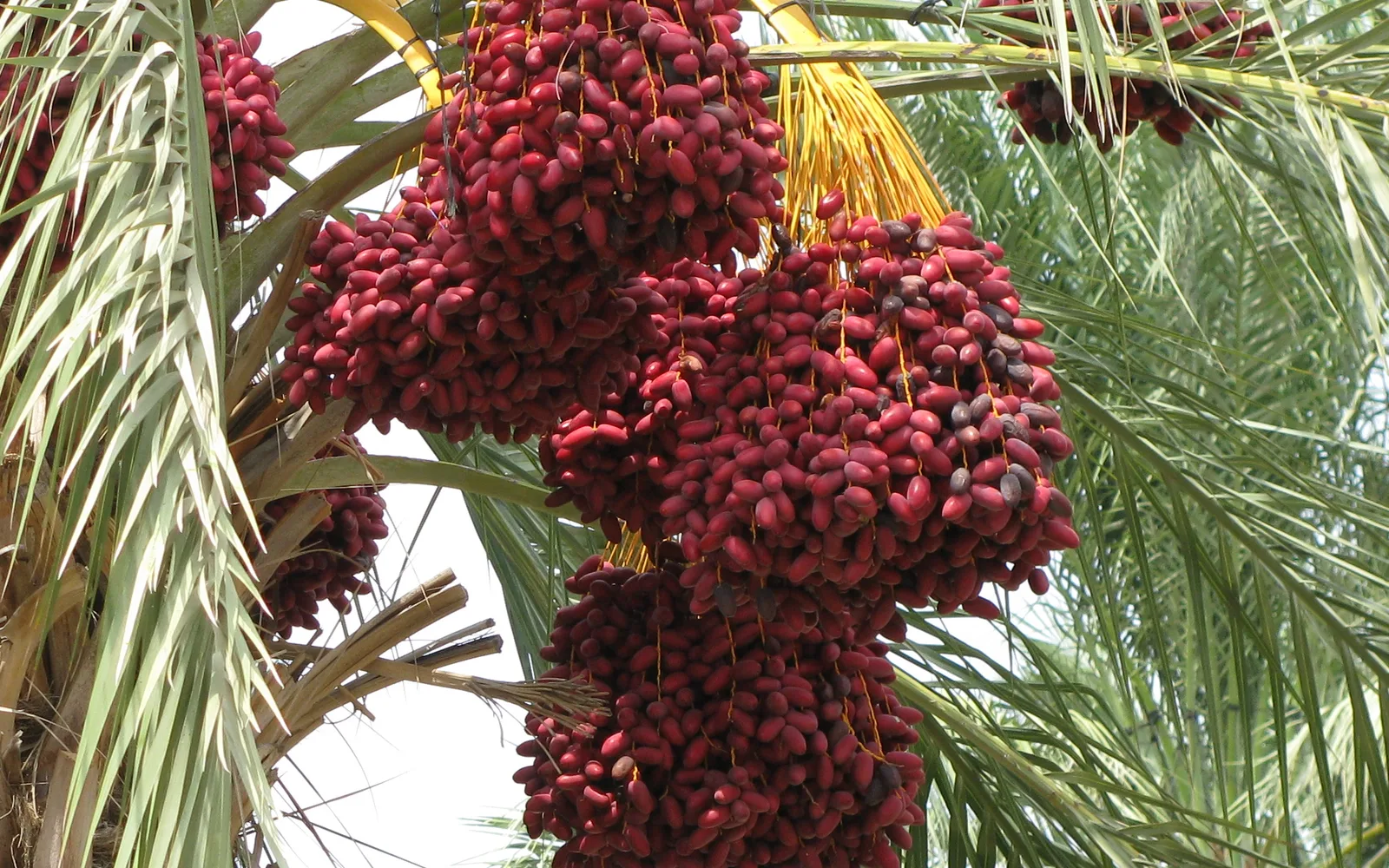 Date palm with ripe date fruit bunches